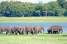 Polonnaruwa ancient city tour & minneriya safari from sigiriya