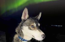 Rovaniemi Dog Sledding Adventure with Northern Lights
