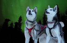 Rovaniemi Dog Sledding Adventure with Northern Lights