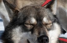 Rovaniemi Dog Sledding Adventure with Northern Lights