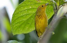 Cozumel Birding Tours - Private & Small Group Specialist