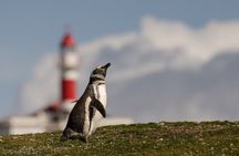 Magdalena and Marta Islands Experience Southern Chile Penguins