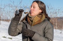 Niagara Wine Tour and Tastings with Transportation 