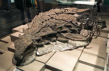 Drumheller Tour with Museum Tickets, Dinosaurs and Historic Sites