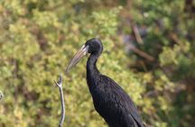 Victoria Falls Private Zambezi River Birdwatching Safari