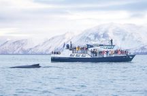 Húsavík Whale Watching Tour with Heated Indoor Seating