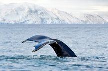 Húsavík Whale Watching Tour, family owned and operated 