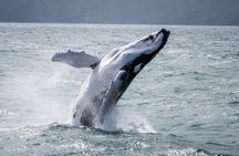 Húsavík Whale Watching Tour, family owned and operated 