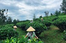 Puer Tea Picking and Tasting Morning Trip