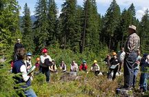 Explore Tahoe Forest Through the Eyes of a Certified Arborist