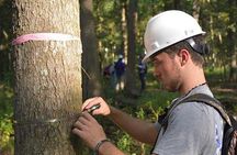 Explore Tahoe Forest Through the Eyes of a Certified Arborist