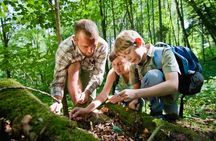Explore Tahoe Forest Through the Eyes of a Certified Arborist