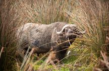 4 Day Safari Experience and Calving Season Adventure