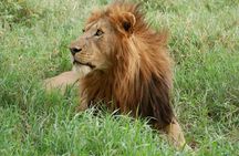 4 Day Safari Experience and Calving Season Adventure