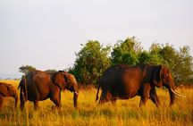 4 Day Safari Experience and Calving Season Adventure
