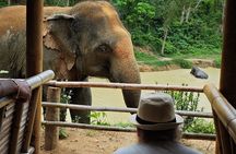 A beautiful afternoon with our elephants