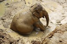 A beautiful afternoon with our elephants