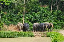 A beautiful afternoon with our elephants