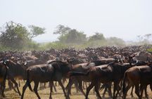5 Days Great Migration Wonders Mid Luxury Safari Experience