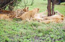5 Days Great Migration Wonders Mid Luxury Safari Experience