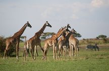 5 Day Explore the Wonders of Calving Season Mid Range Adventure