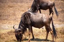 5 Day Explore the Wonders of Calving Season Mid Range Adventure