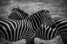 5 Day Explore the Wonders of Calving Season Mid Range Adventure