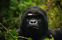 One Day Gorilla Trekking in Volcanoes National Park