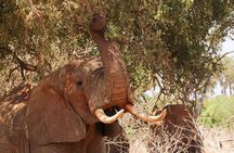  Taita Hills Wildlife Sanctuary Multi day Tour Experience