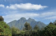 One Day Gorilla Trekking in Volcanoes National Park