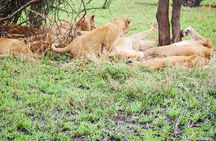 2 Day Tarangire and Ngorongoro Safari Adventure