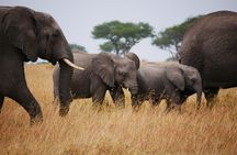 2 Day Tarangire and Ngorongoro Safari Adventure