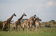 2 Day Tarangire and Ngorongoro Safari Adventure