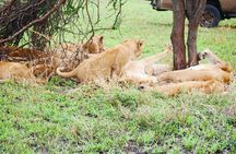 3-Day Tarangire, Ngorongoro & Lake Eyasi Safari (Hadza Experience