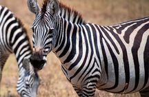 3-Day Tarangire, Ngorongoro & Lake Eyasi Safari (Hadza Experience