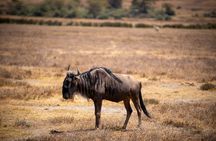 3-Day Tarangire, Ngorongoro & Lake Eyasi Safari (Hadza Experience