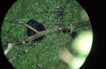 Night Walk Tour in Monteverde