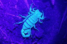 Night Walk Tour in Monteverde