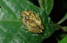 Jainnir your guide in Monteverde Night Experience