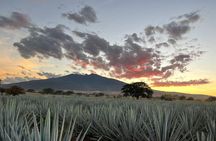 Barrel Tequila Tour Explore Tequila's Culture and Traditions