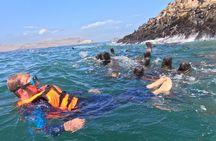 Swim with sea lions in tourist boat Palomino Islands LIMA