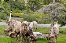 Banff National Park Small Group Tour with Expert Guide