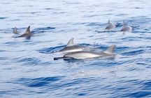 Double Reef Snorkel and Dolphin Watch in Kona