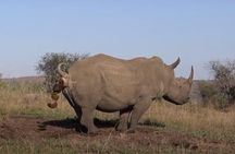 Hluhluwe Imfolozi Big 5 Reserve day Safari from Durban