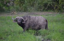 2-Day Selous Safari from Zanzibar