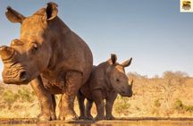 8 Day Private Safari Tour Across Tanzania’s Wildlife Wonders