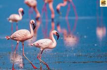 8 Day Private Safari Tour Across Tanzania’s Wildlife Wonders