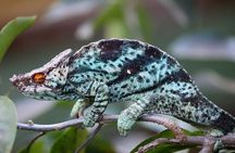 Madagascar Day Tour Lemurs Park and Croc Farm from Antananarivo