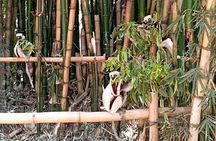 Madagascar Day Tour Lemurs Park and Croc Farm from Antananarivo