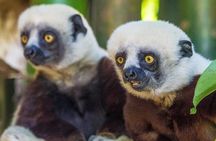 Madagascar Day Tour Lemurs Park and Croc Farm from Antananarivo